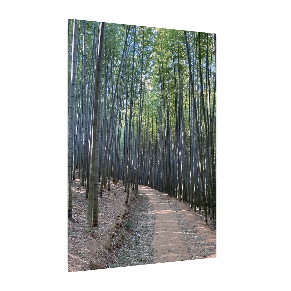 Bamboo Forest Canvas